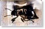 Metamorfosi