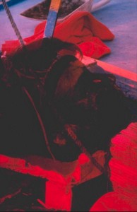 dalla serie Stratificazionii 1978-81 86RID.JPG